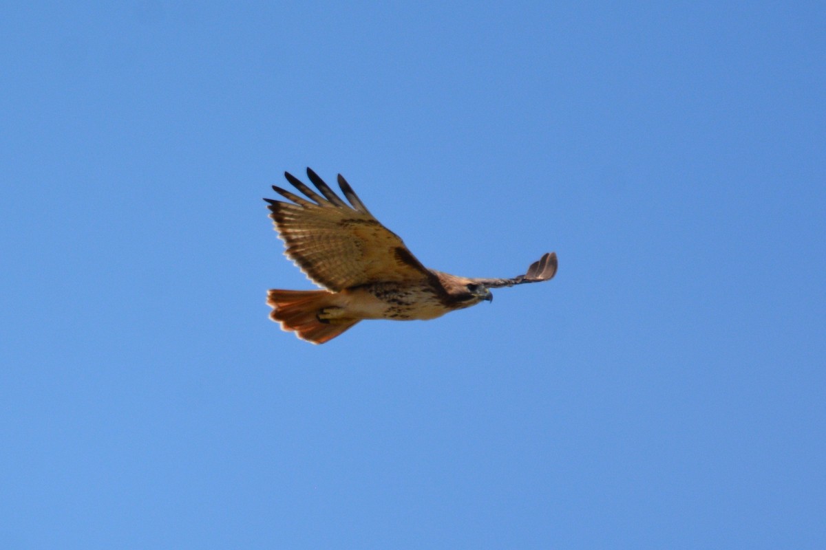 Red-tailed Hawk - ML501390741
