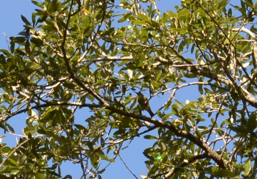 Red-legged Honeycreeper - ML501391041