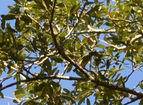 Red-legged Honeycreeper - ML501391051