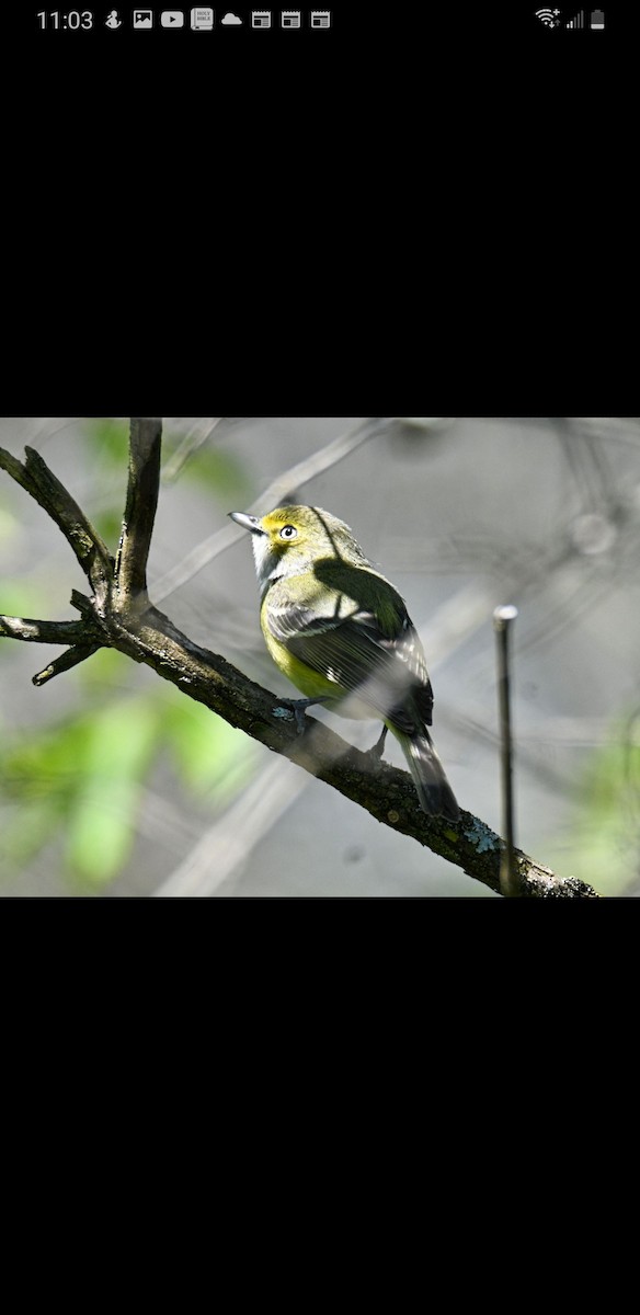 White-eyed Vireo - ML501391451