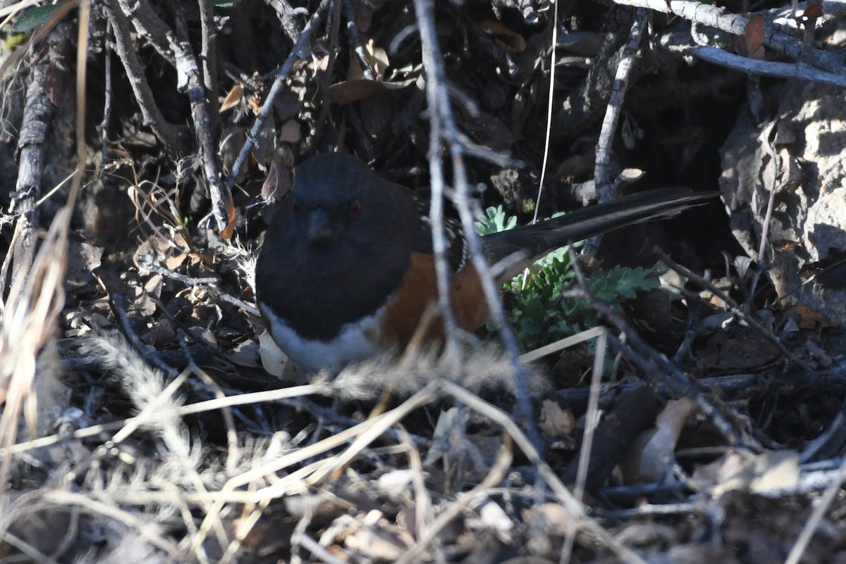 Spotted Towhee - ML501394521