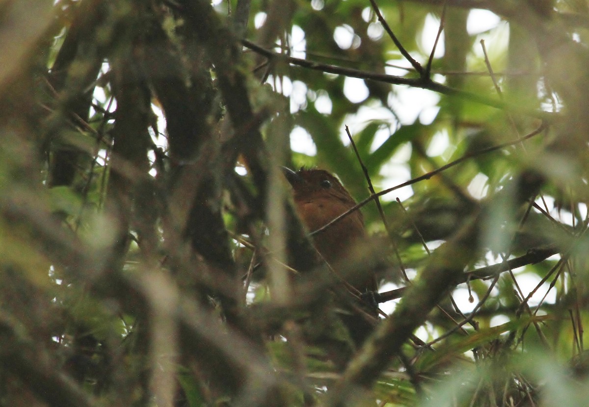 Oxapampa Antpitta - ML501394981