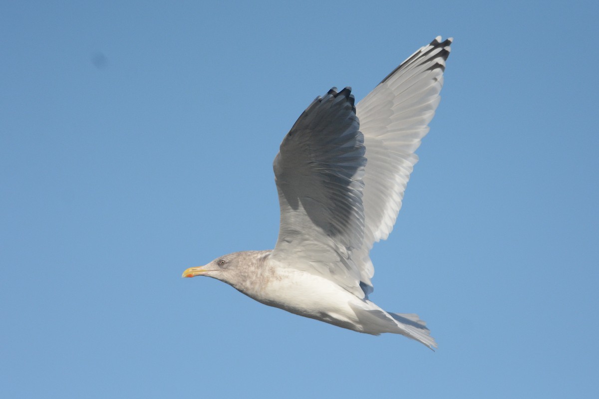 Iceland Gull - ML501396901