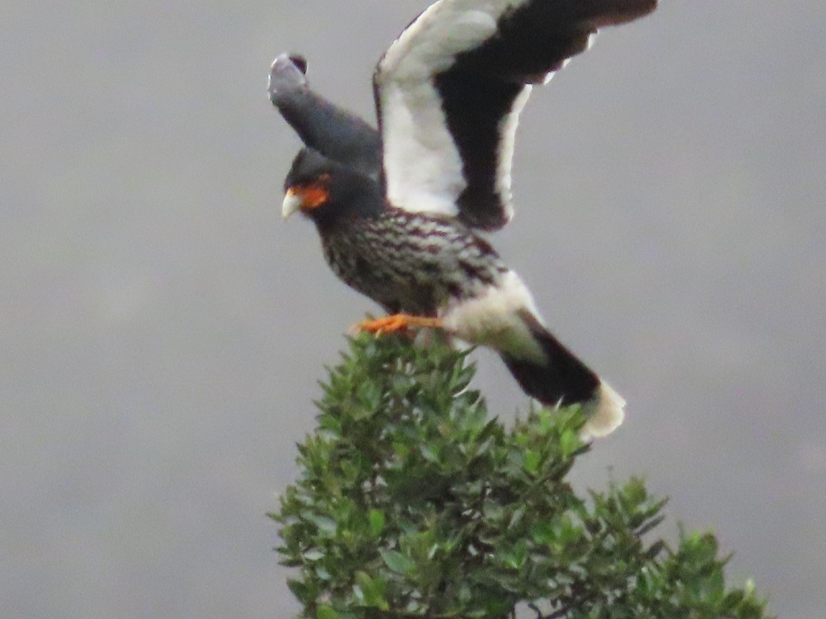 Carunculated Caracara - ML501397251