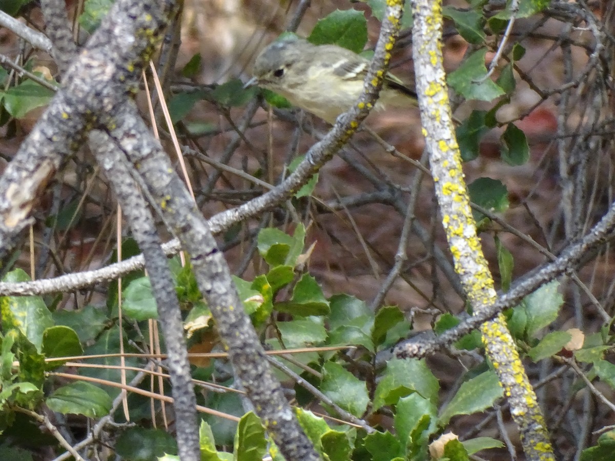 Hutton's Vireo - ML501398421