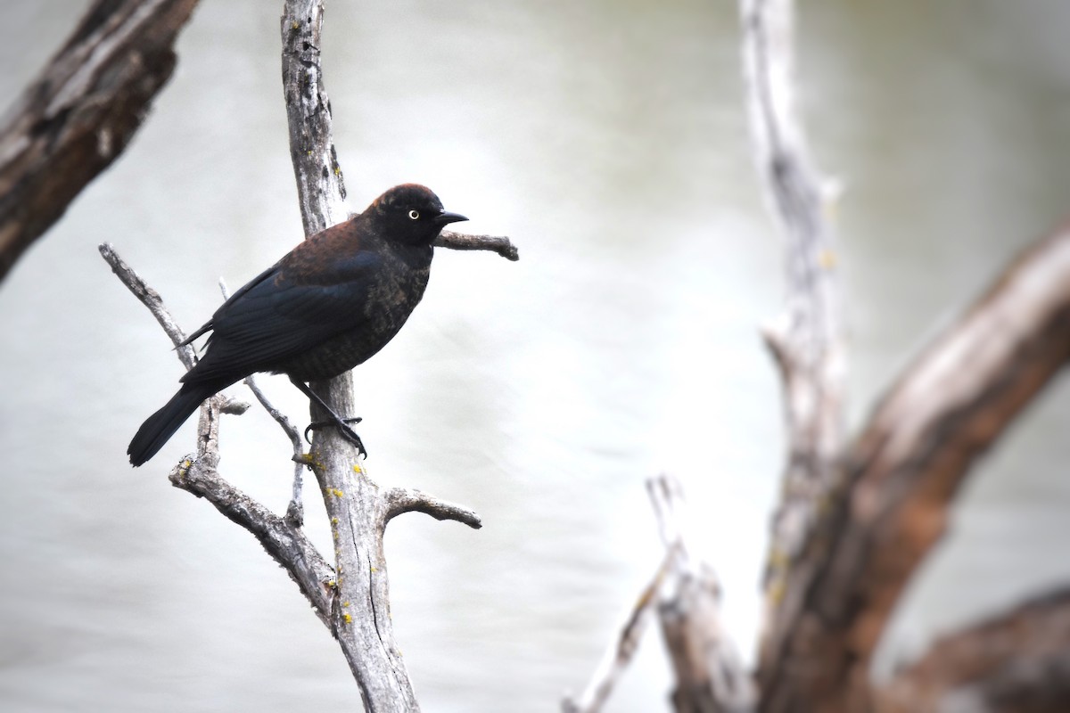 Rusty Blackbird - ML50139941