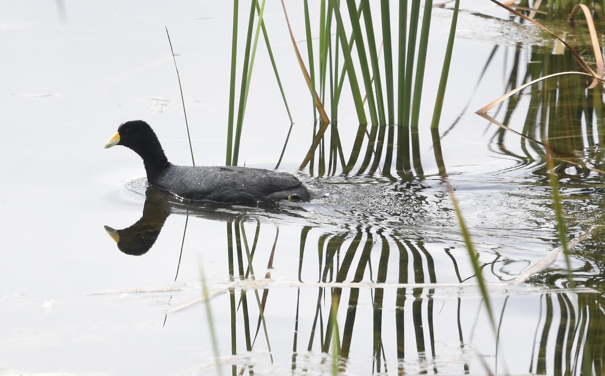 Slate-colored Coot - Annie Meyer