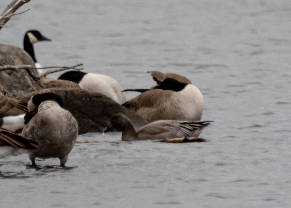 Snow Goose - ML501402751