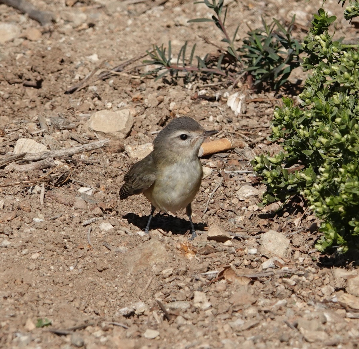 Warbling Vireo - ML501402761