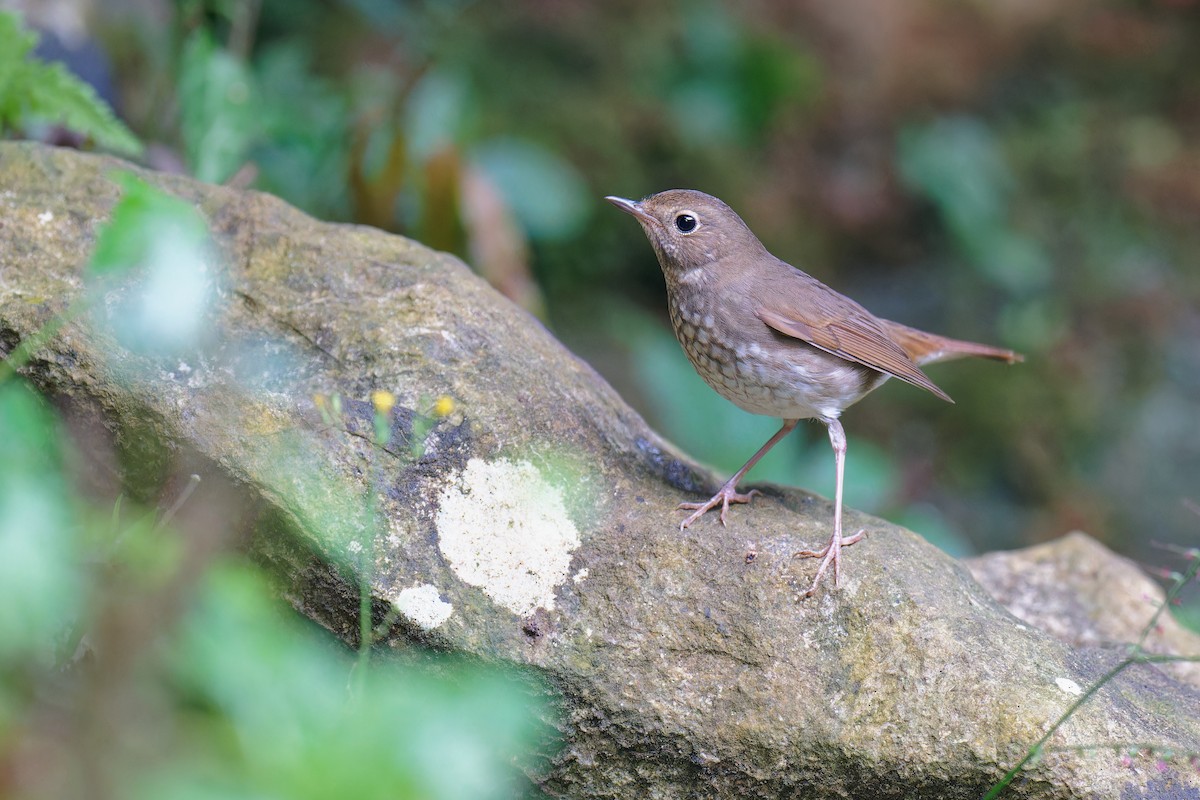 Rufous-tailed Robin - ML501403301