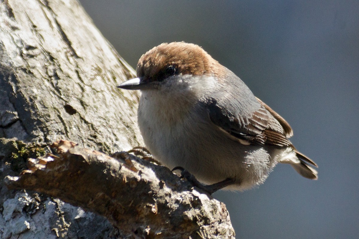 Brown-headed Nuthatch - Niki Robertson