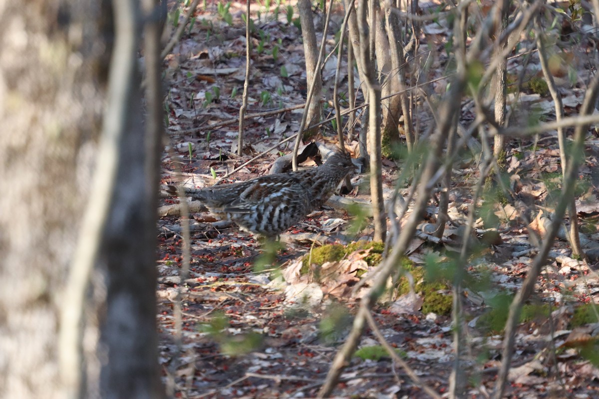 Ruffed Grouse - Matt Alexander