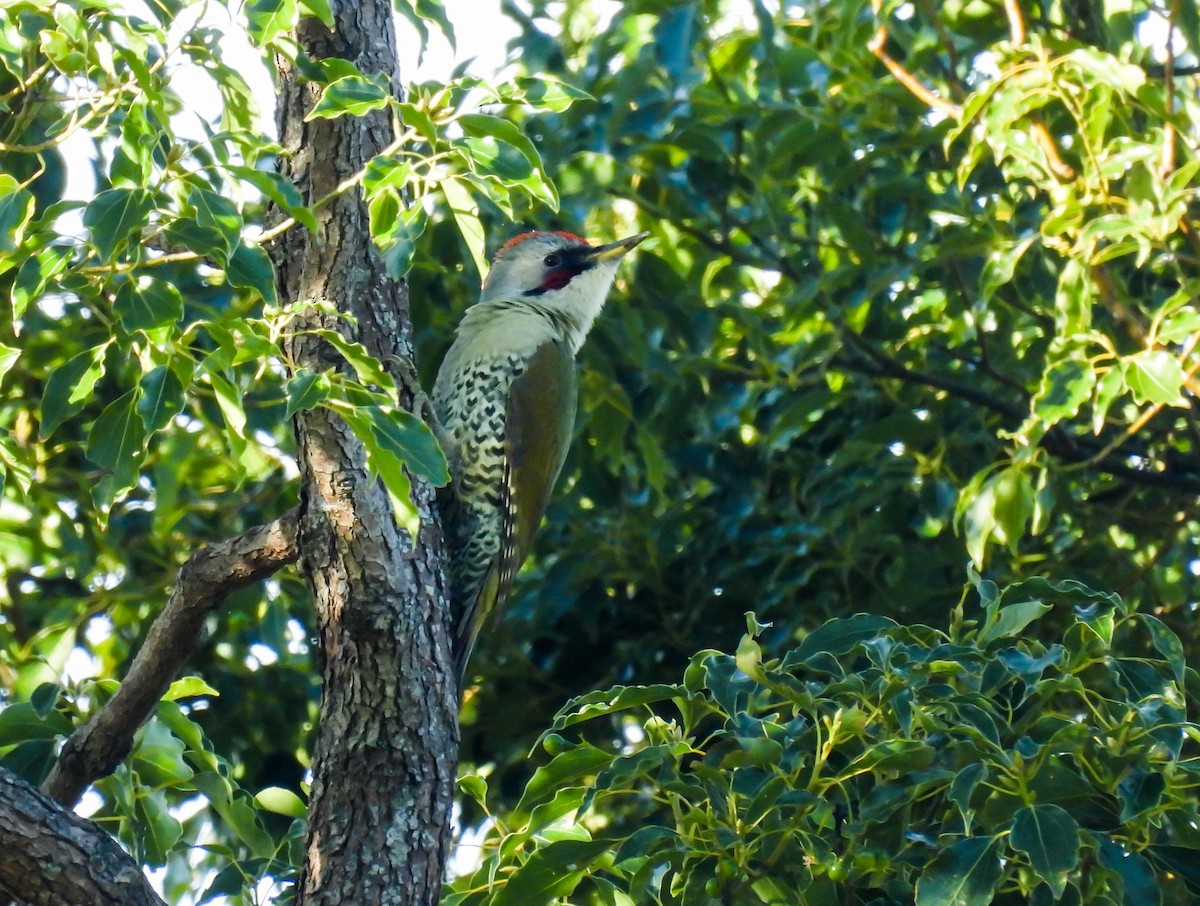 Japanese Woodpecker - ML501405071