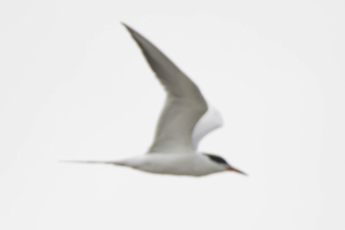 Common Tern - ML501405241