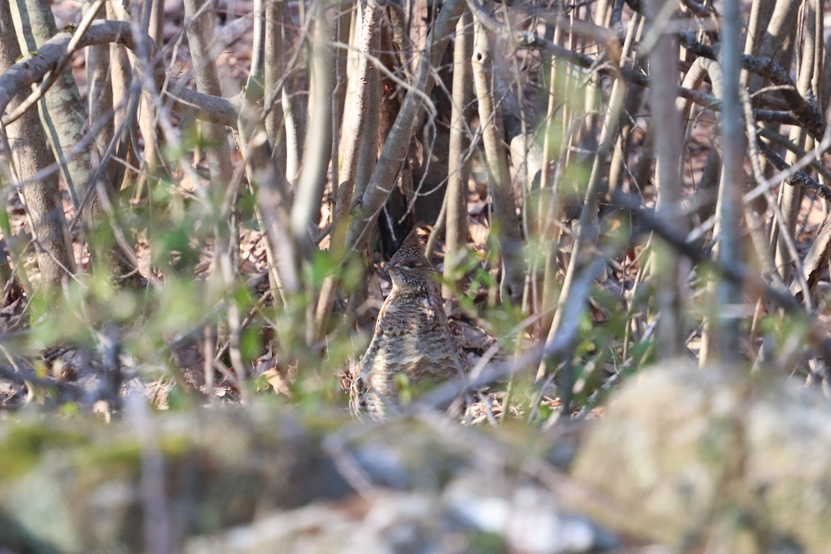 Ruffed Grouse - ML501405401