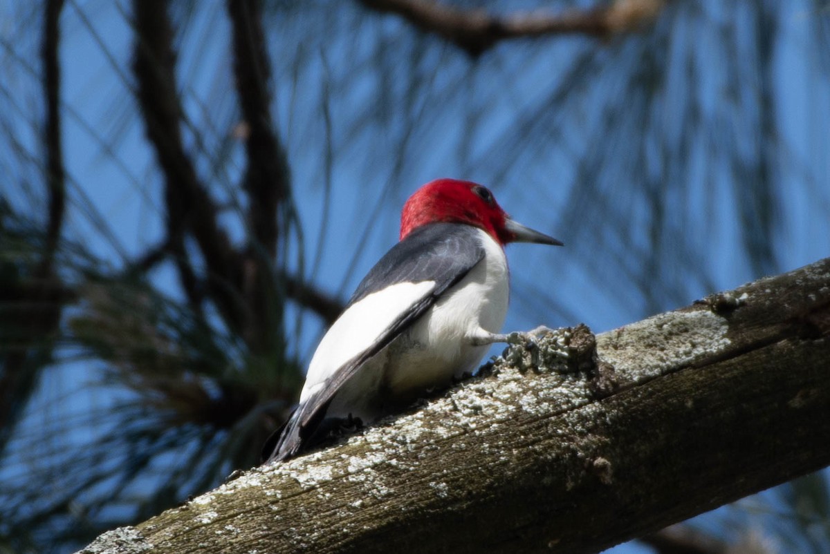 Red-headed Woodpecker - ML501406491