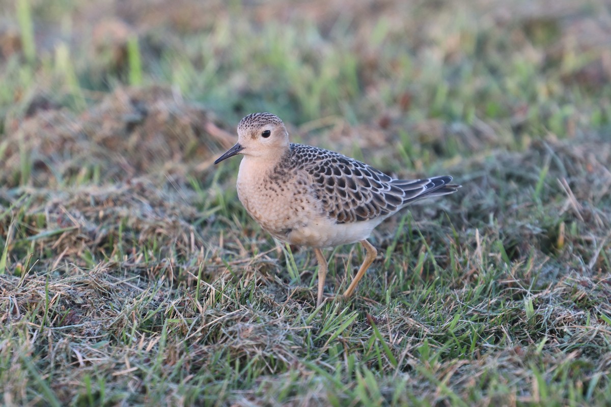 Buff-breasted Sandpiper - ML501406951