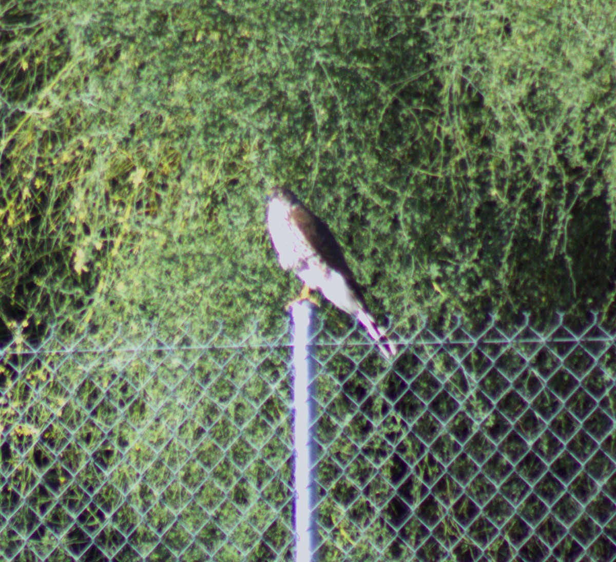 Cooper's Hawk - ML501407241