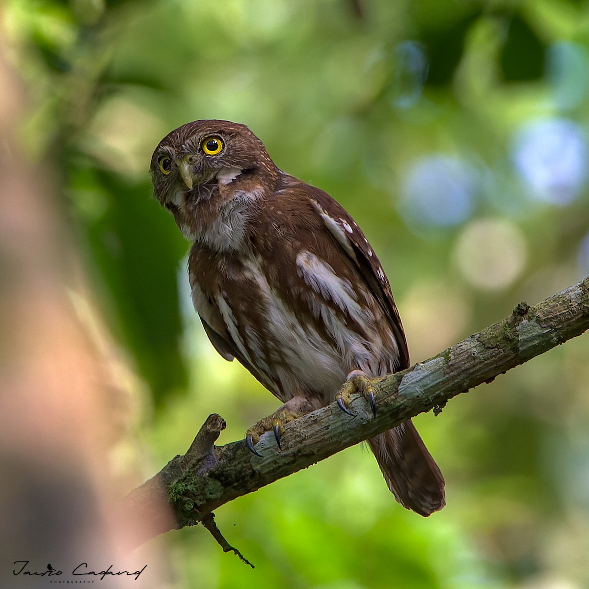 Ferruginous Pygmy-Owl - ML501407451