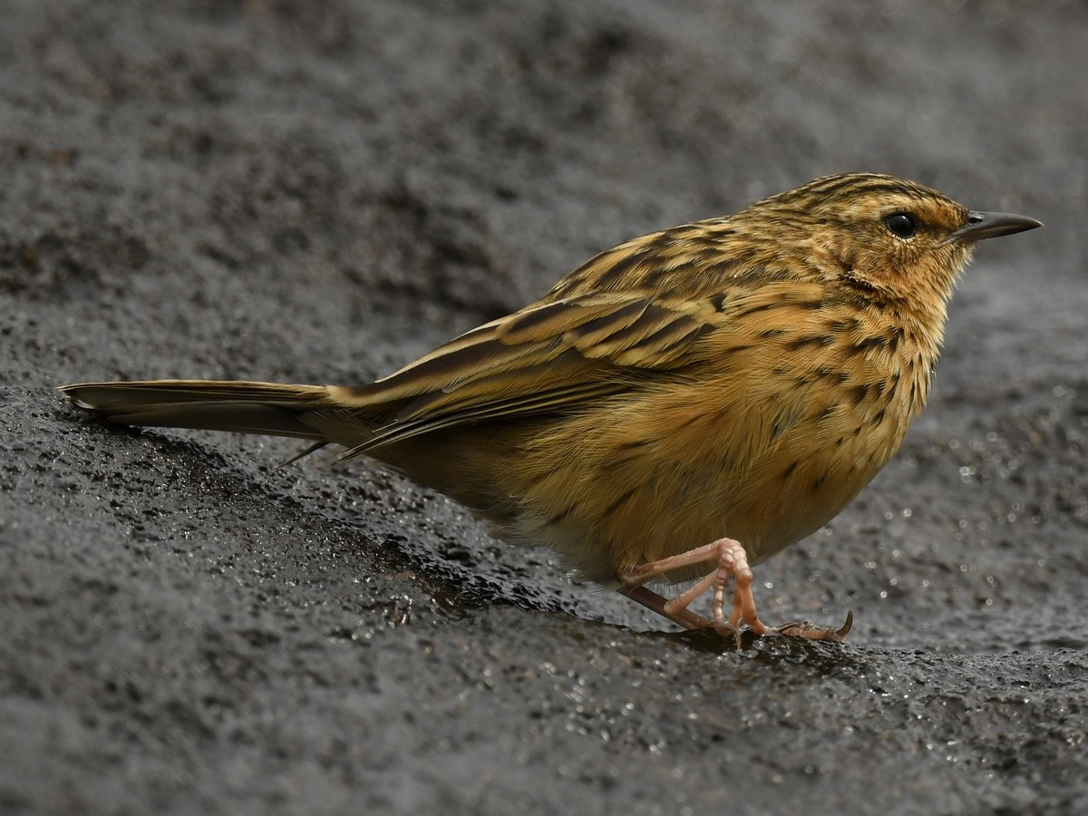 Nilgiri Pipit - ML501408411