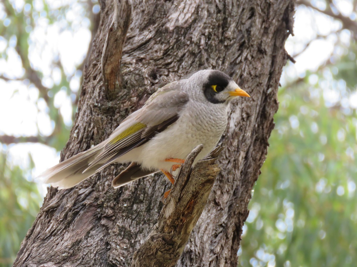 Noisy Miner - ML501409221