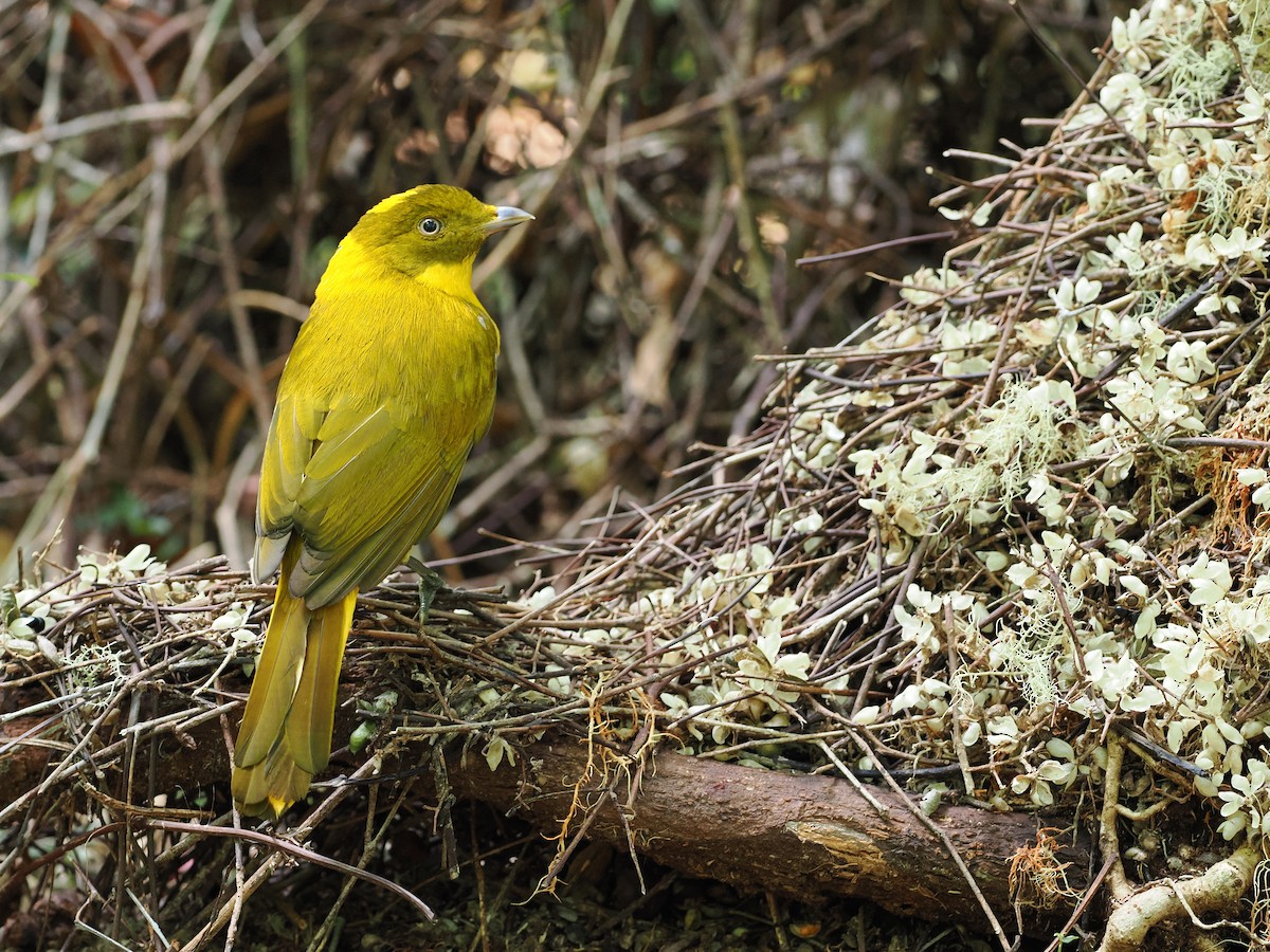 Golden Bowerbird - Len and Chris Ezzy