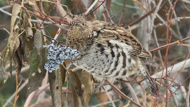 Ruffed Grouse - ML501409981