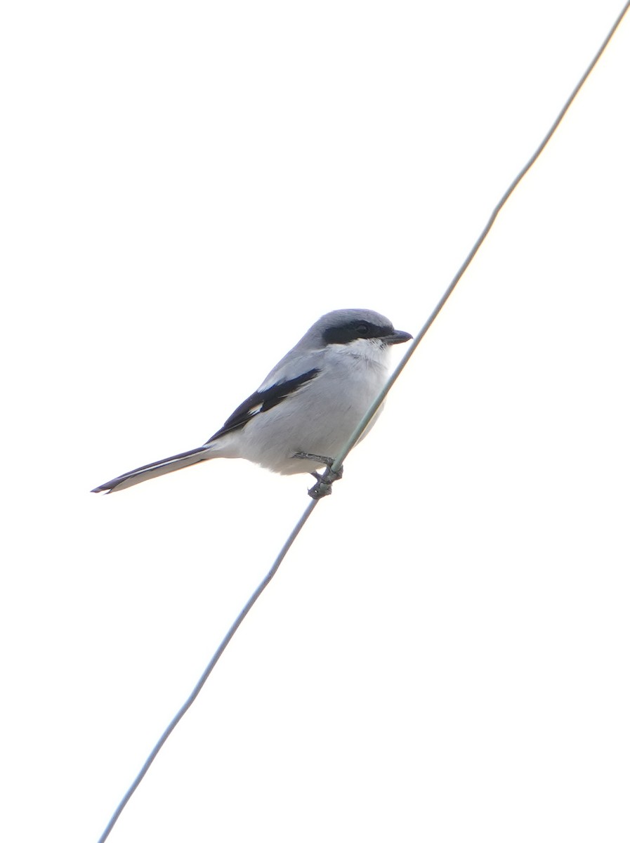 Loggerhead Shrike - Pete Sole