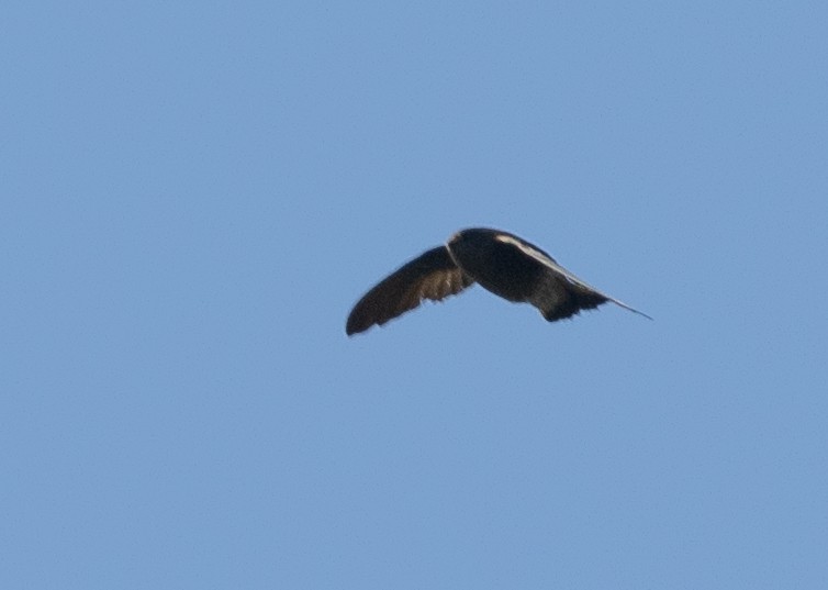 Madagascar Spinetail - ML501411601