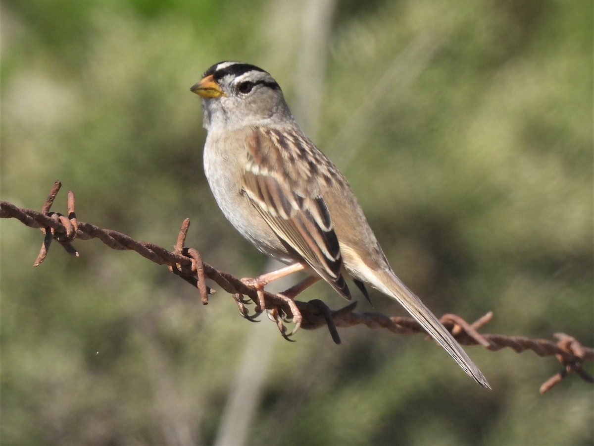 Bruant à couronne blanche - ML501412001