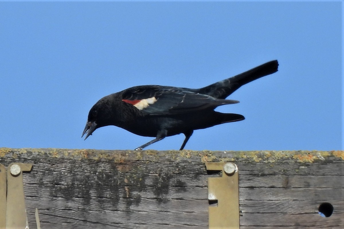 Tricolored Blackbird - Michael I Christie