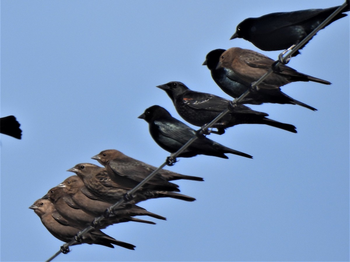 Brown-headed Cowbird - Michael I Christie