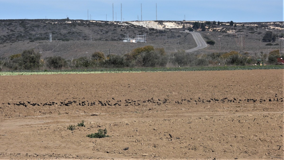 tanımsız Icteridae sp. - ML501412261