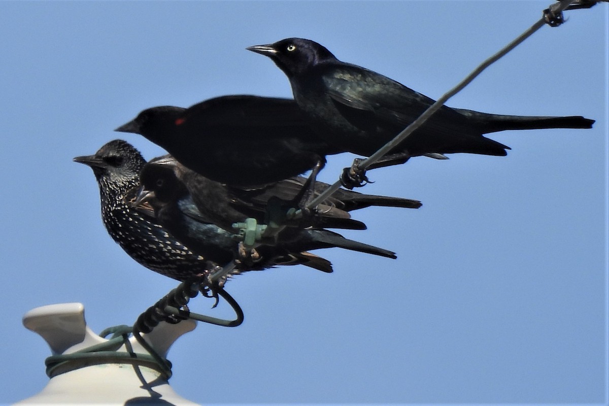 European Starling - ML501412341