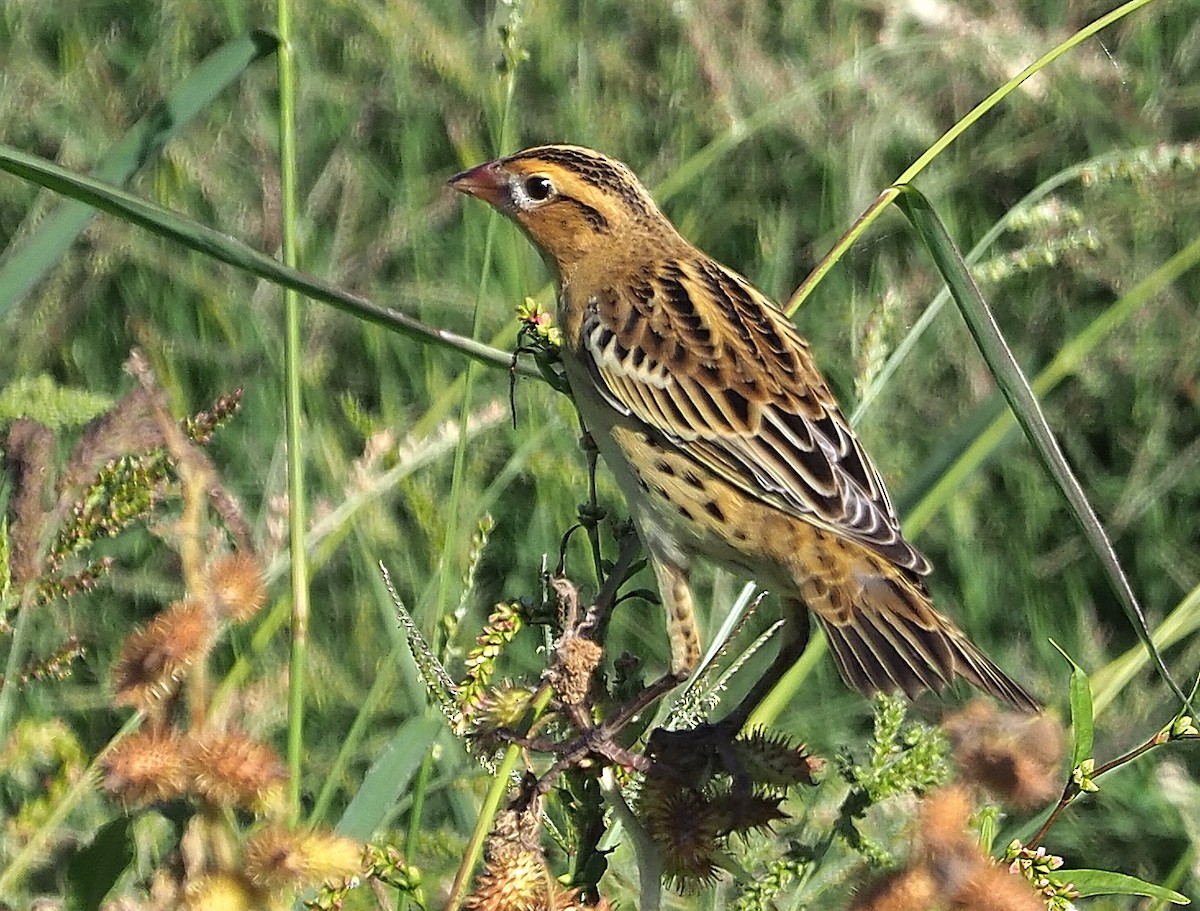 bobolink americký - ML501412501