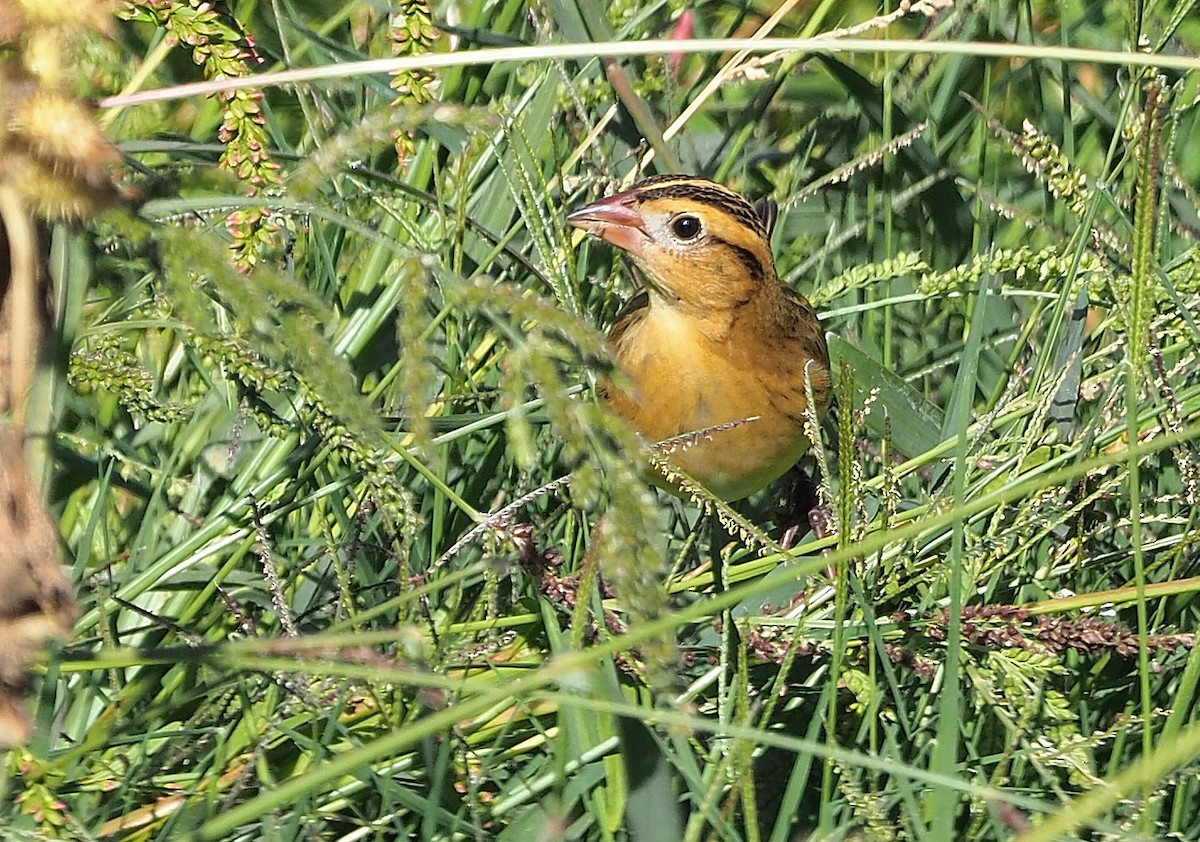 bobolink americký - ML501412511