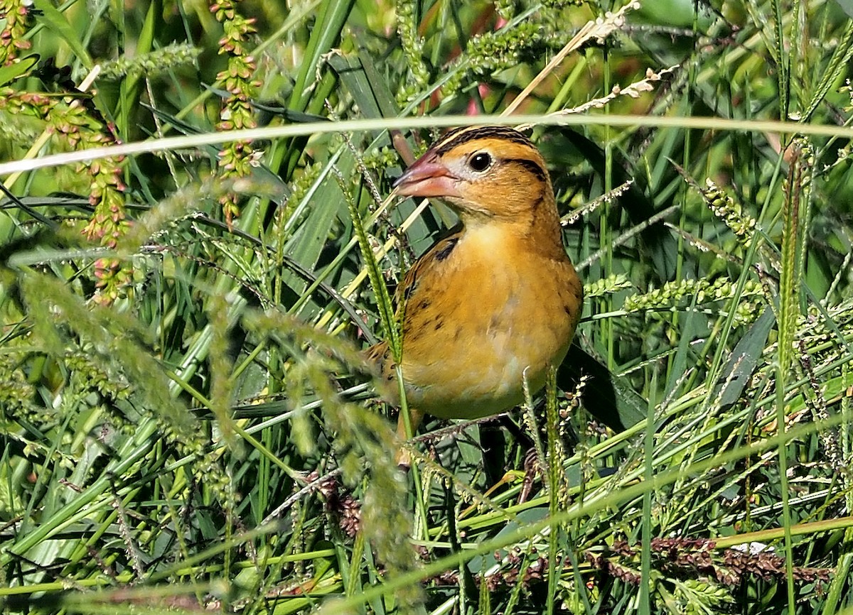 bobolink americký - ML501412521