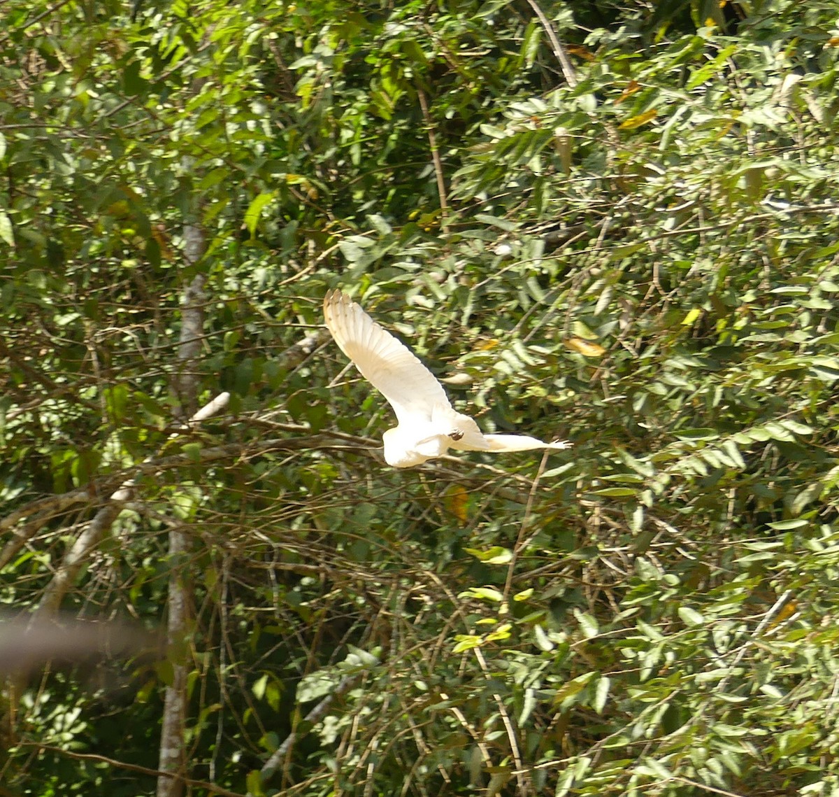 Barn Owl - ML50141271