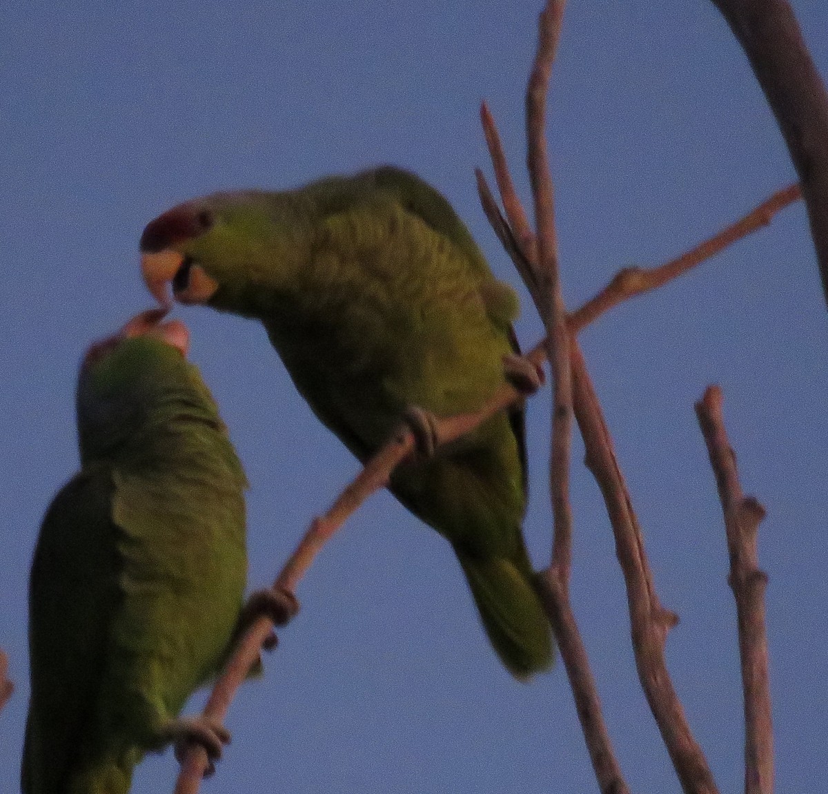 Lilac-crowned Parrot - ML501412861