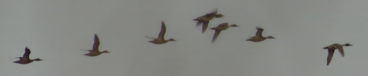 Northern Pintail - Tammy Hester