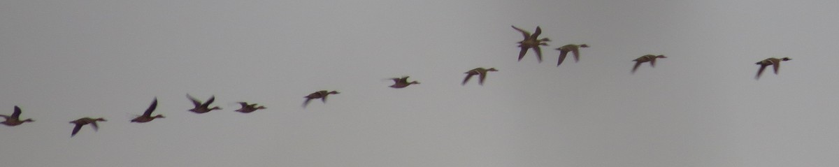 Northern Pintail - ML501413211