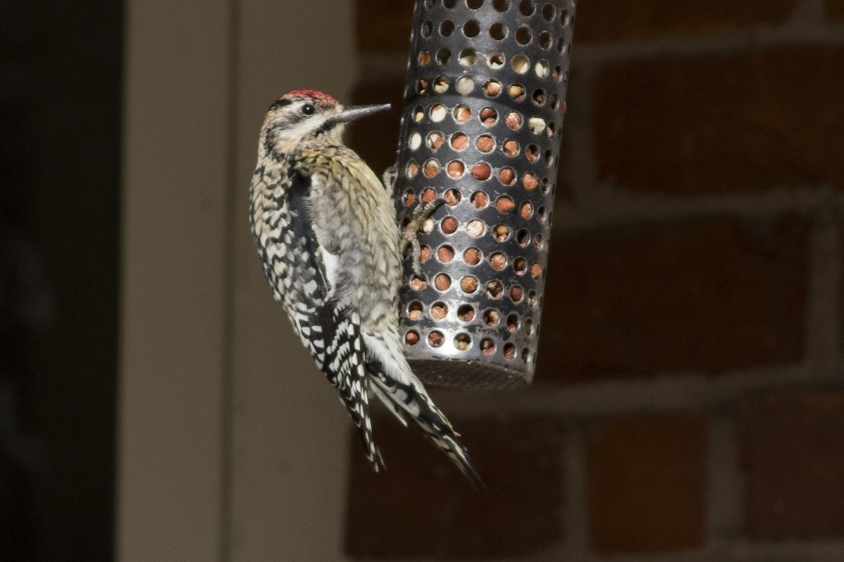 Yellow-bellied Sapsucker - ML50141411