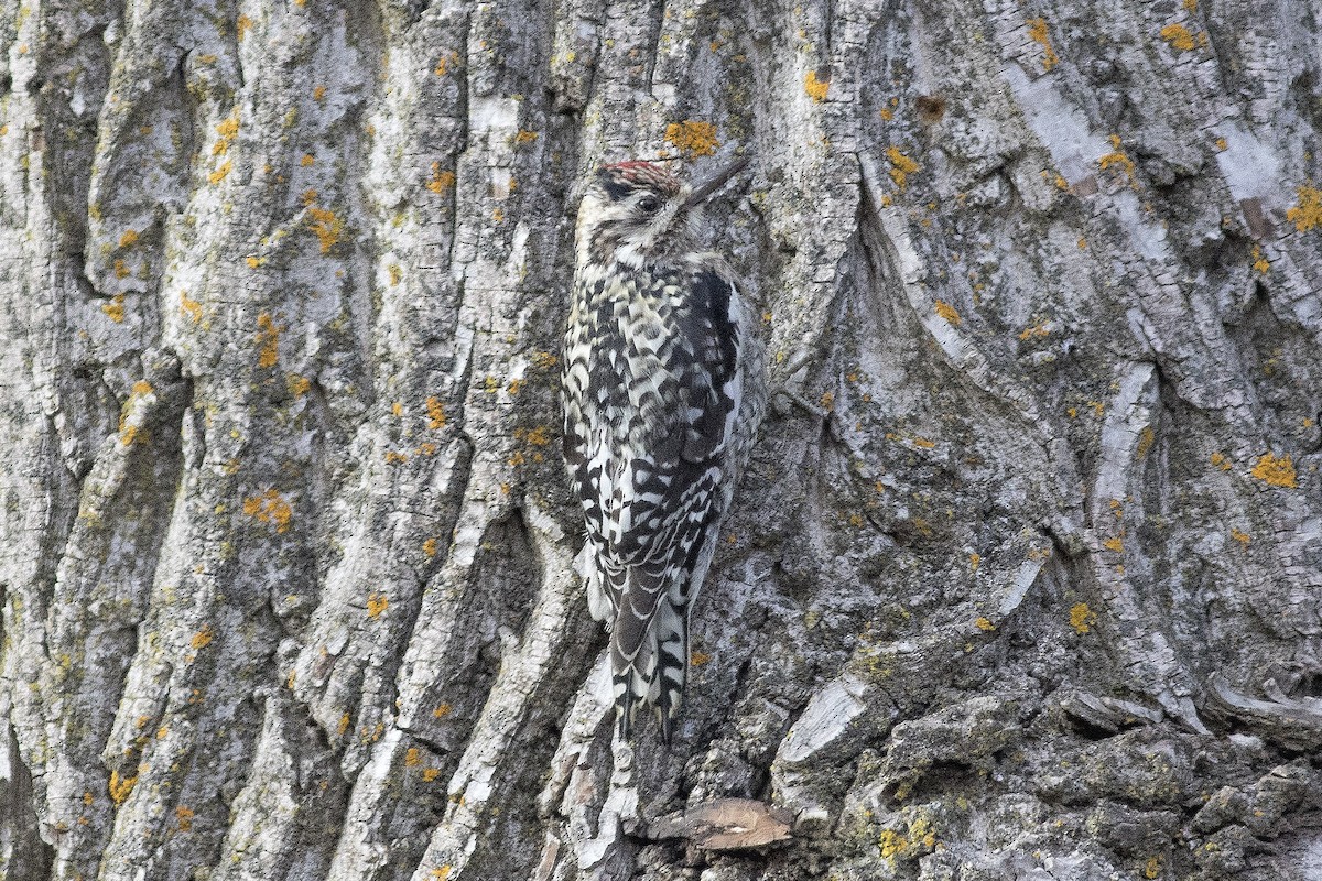 Yellow-bellied Sapsucker - ML50141451