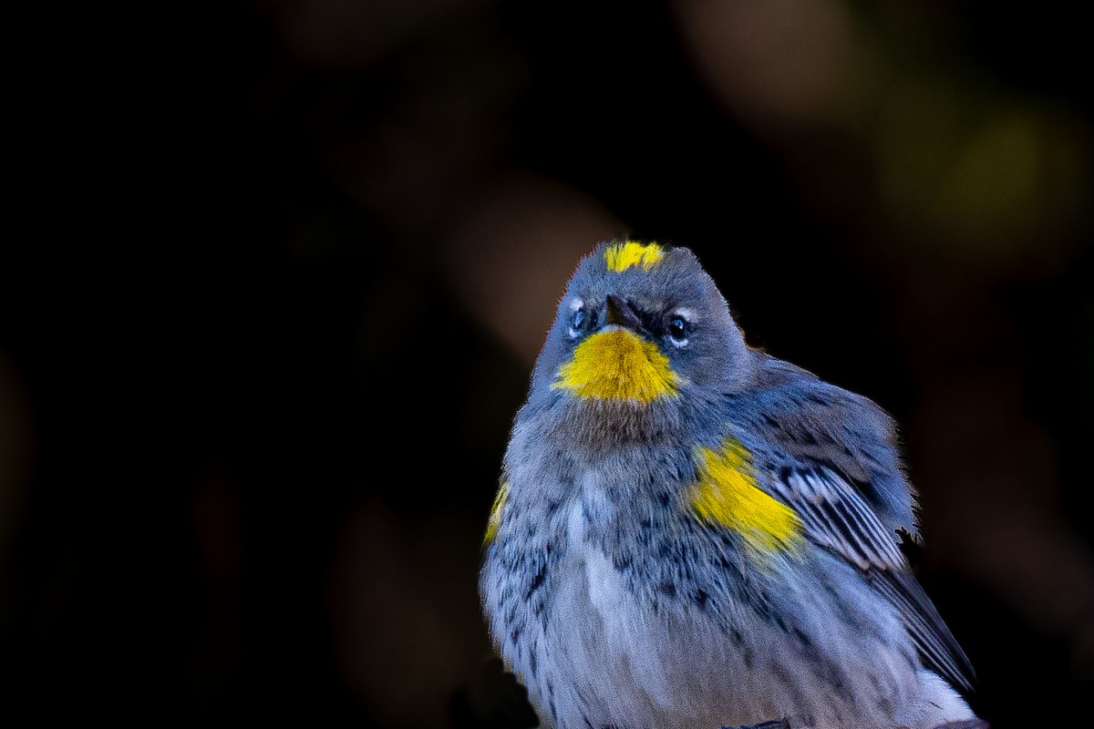 Yellow-rumped Warbler (Audubon's) - ML501414551