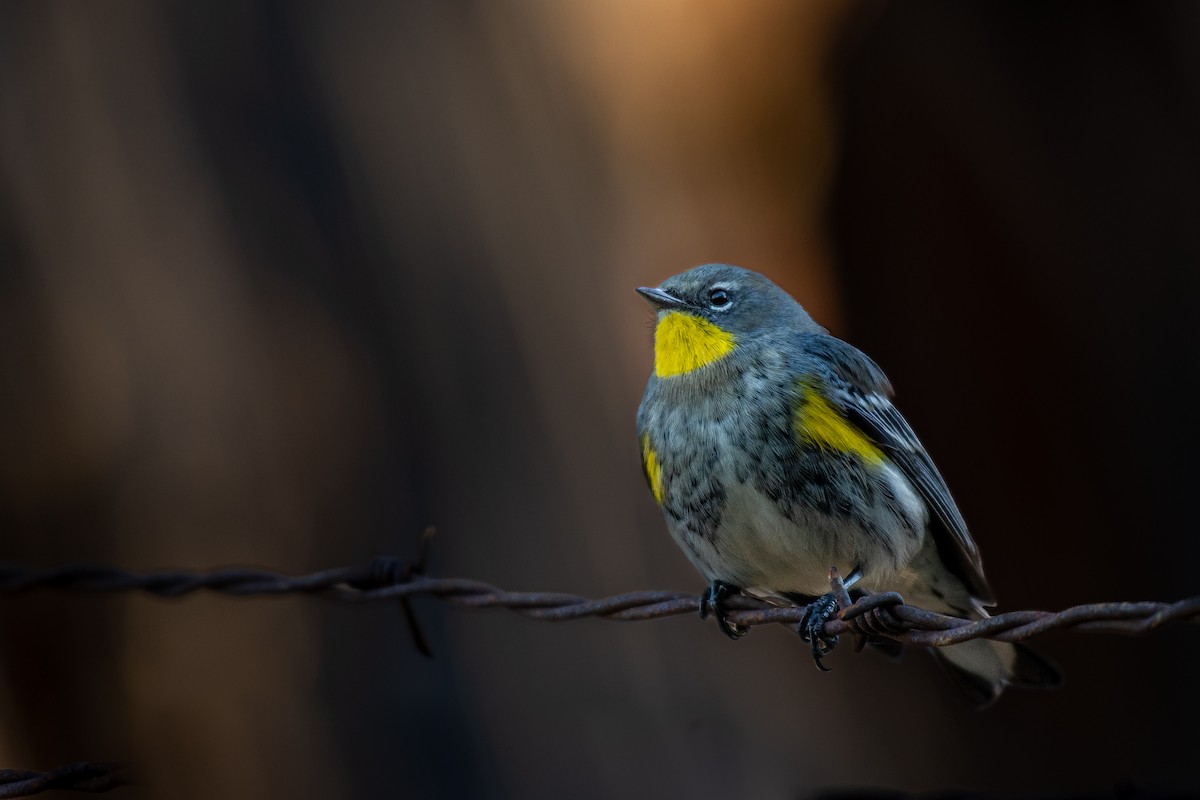 Yellow-rumped Warbler (Audubon's) - ML501414561