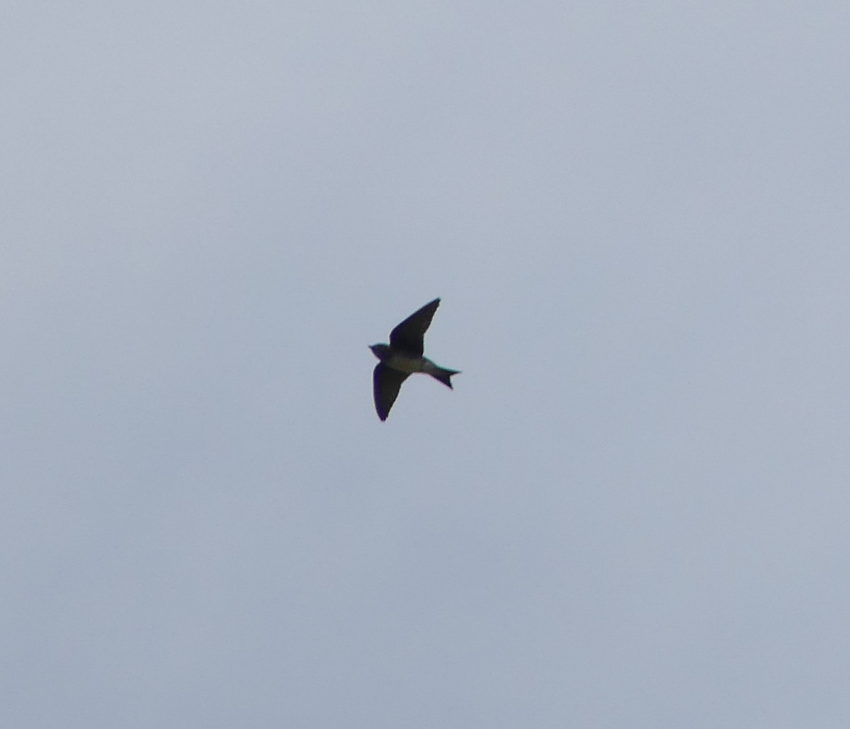 Cuban Martin - ML50141591