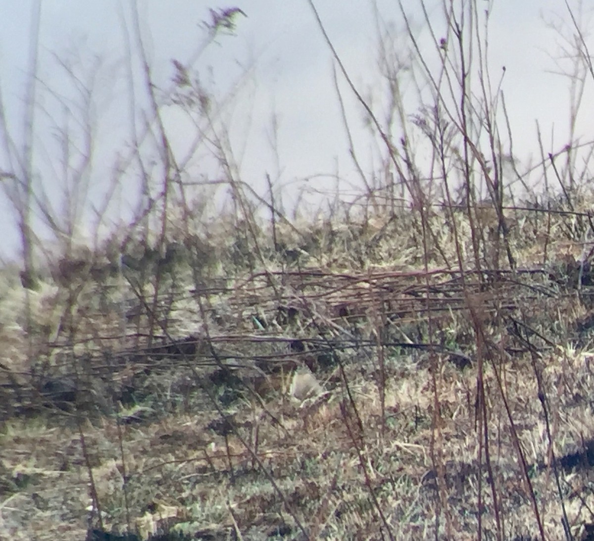 Smith's Longspur - ML50141621