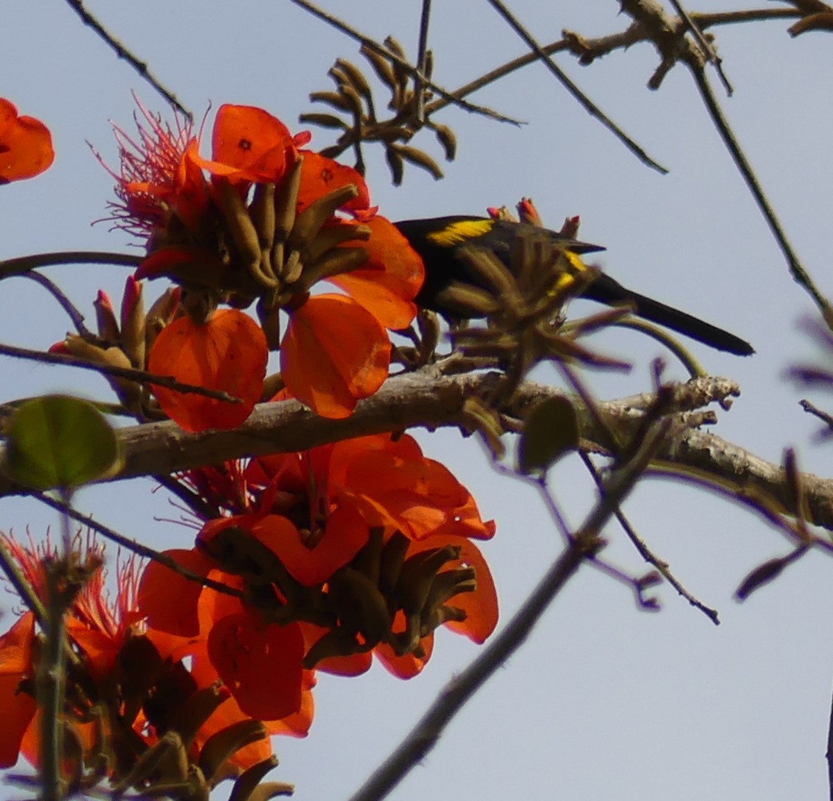 Cuban Oriole - Shelia Hargis