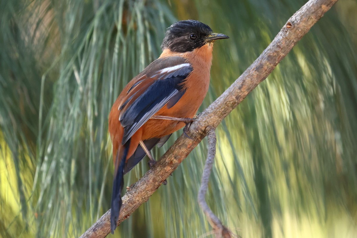 Rufous Sibia - ML501417691