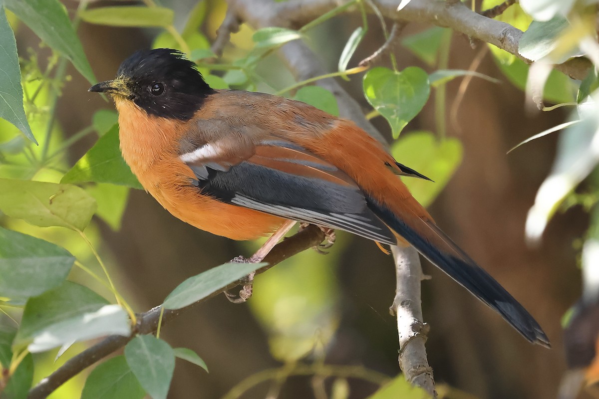 Rufous Sibia - ML501417761